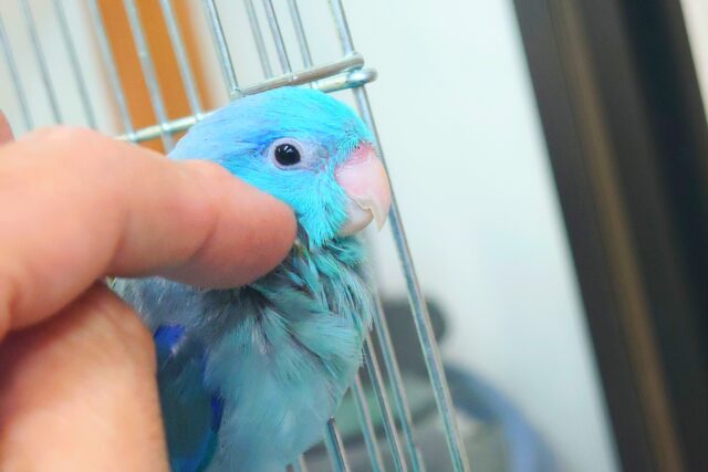 マメルリハ