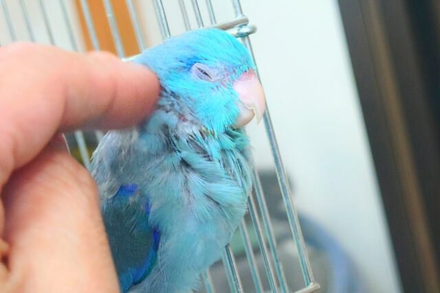 マメルリハ