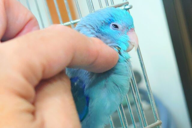 マメルリハ