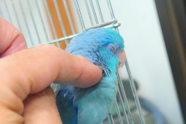 マメルリハ