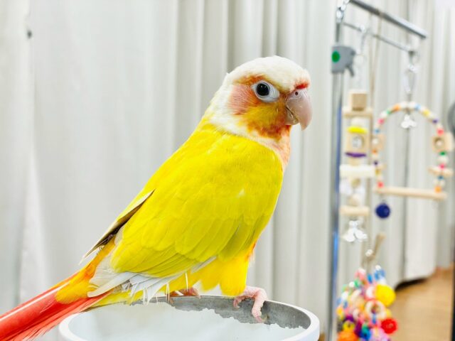 【最新画像】表情豊かで癒される🫧ホオミドリウロコインコ(サンチーク) ホオミドリウロコインコ