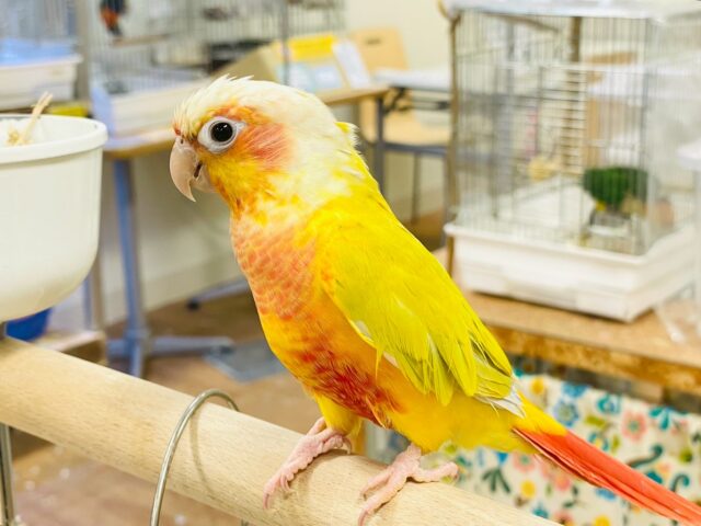 【最新画像】表情豊かで癒される🫧ホオミドリウロコインコ(サンチーク) ホオミドリウロコインコ