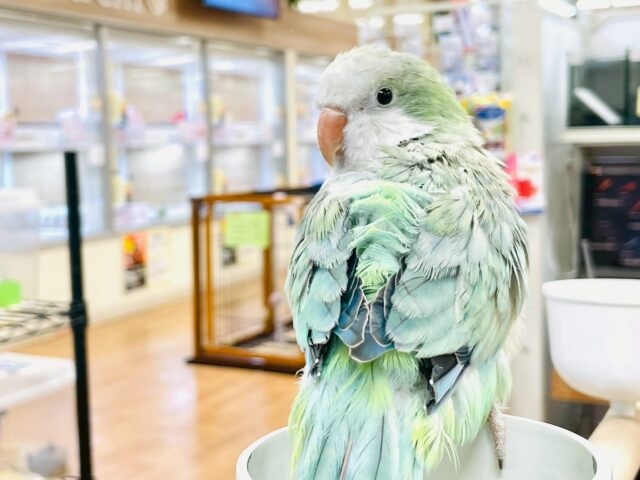 オキナインコ