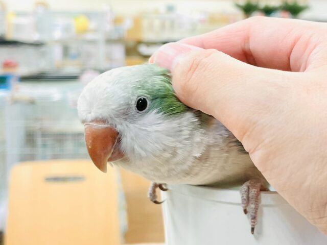 オキナインコ