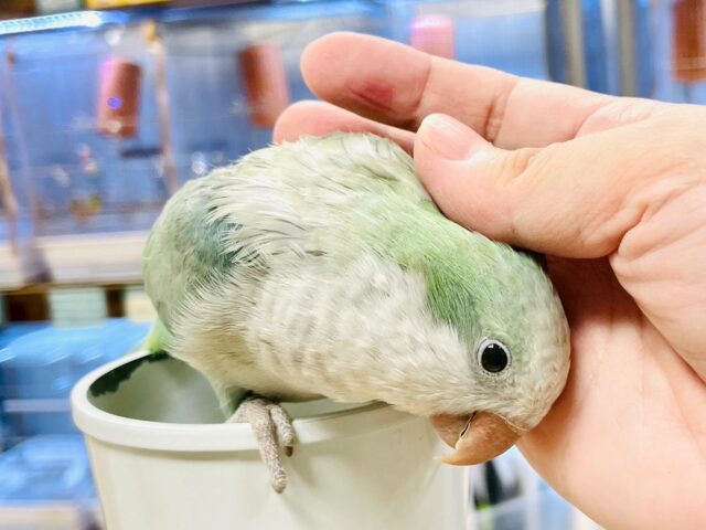 オキナインコ