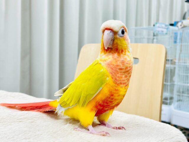 【最新画像】表情豊かで癒される🫧ホオミドリウロコインコ(サンチーク) ホオミドリウロコインコ