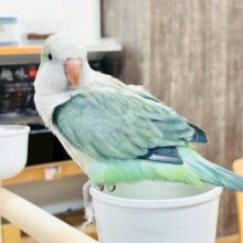 【最新画像】どこから見ても可愛すぎます🩵オキナインコ（アクアブルーオパーリン）