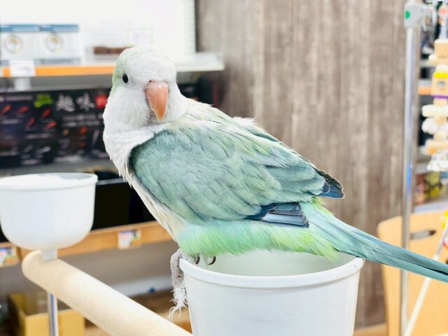 【最新画像】どこから見ても可愛すぎます🩵オキナインコ（アクアブルーオパーリン）