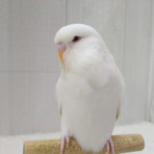 大きな純白天使👼ジャンボセキセイインコのしらたまさん🤍