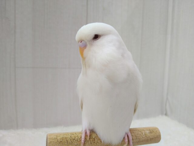 大きな純白天使👼ジャンボセキセイインコのしらたまさん🤍