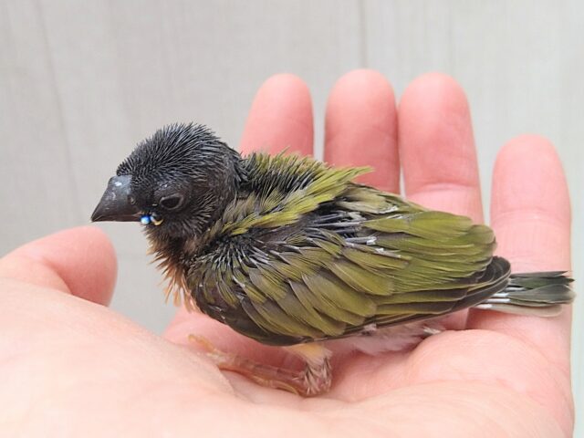 コキンチョウ