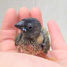 レアフィンチのヒナさんやって来ました🎵コキン鳥さん