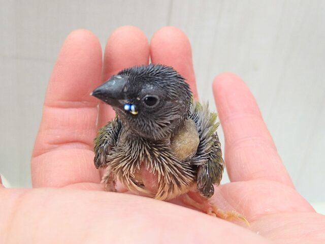 レアフィンチのヒナさんやって来ました🎵コキン鳥さん