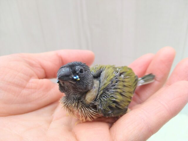 コキンチョウ