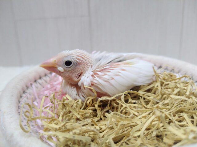 白文鳥