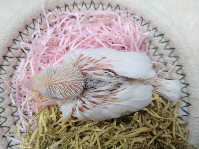 白文鳥