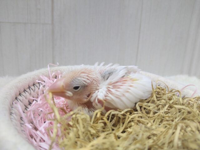 白文鳥