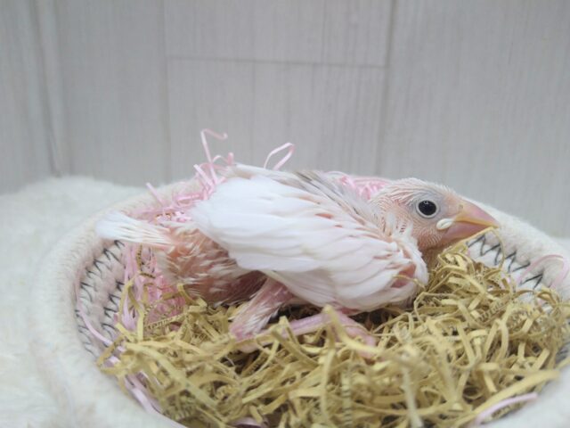 白文鳥