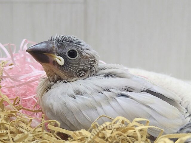 渋カッコイイ文鳥のヒナさん来ましたよ〜シルバー文鳥