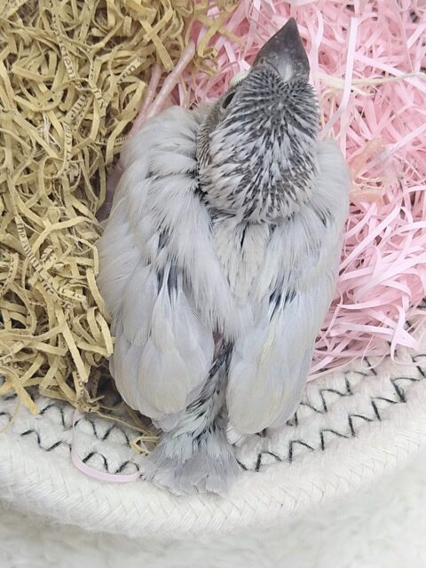 説明画像です