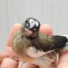 ツートンカラーな美形❇️十姉妹ヒナさん