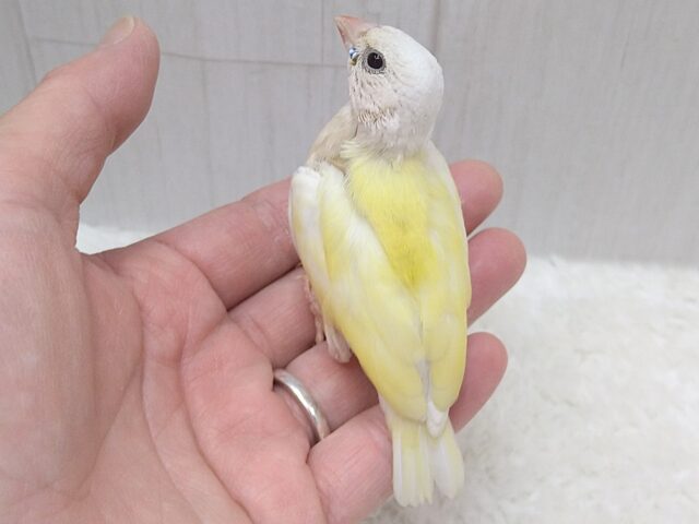 コキンチョウ