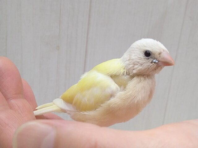 コキンチョウ