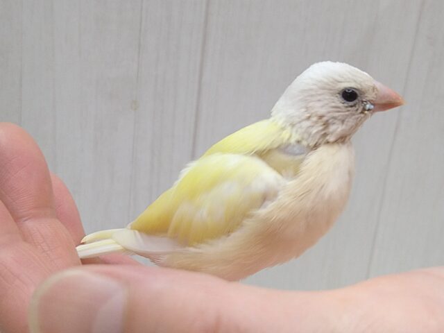 コキンチョウ