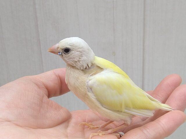 コキンチョウ