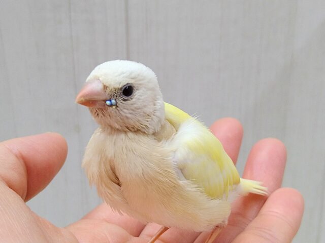 レアです❗️イエローコキン鳥ヒナさんいますよ〜