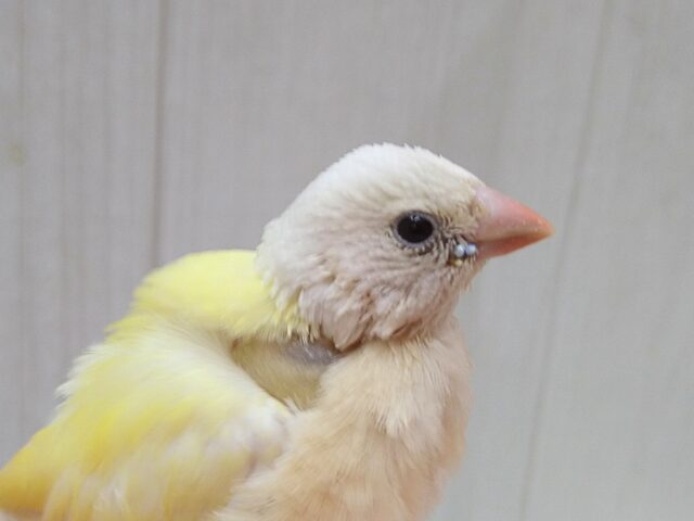 コキンチョウ