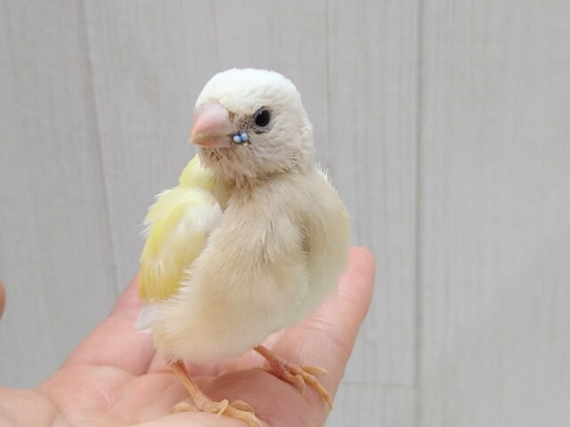 コキンチョウ
