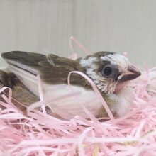 ミニミニなのに目力強めです！十姉妹ヒナさんいますよ〜