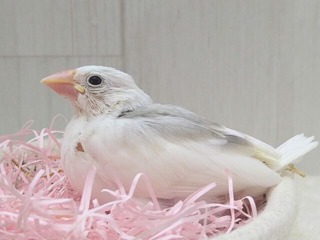 白文鳥