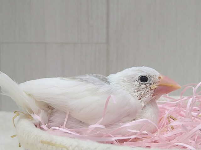 白文鳥