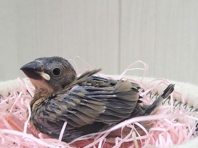 桜文鳥