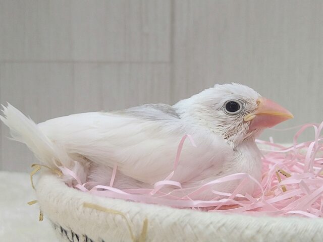 白文鳥