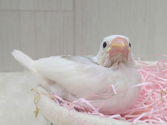白文鳥