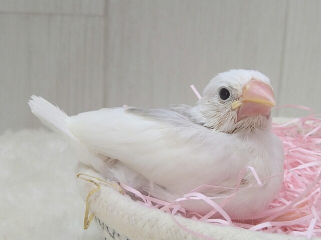 白文鳥