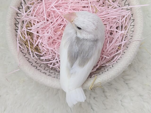 白文鳥