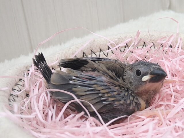 桜文鳥