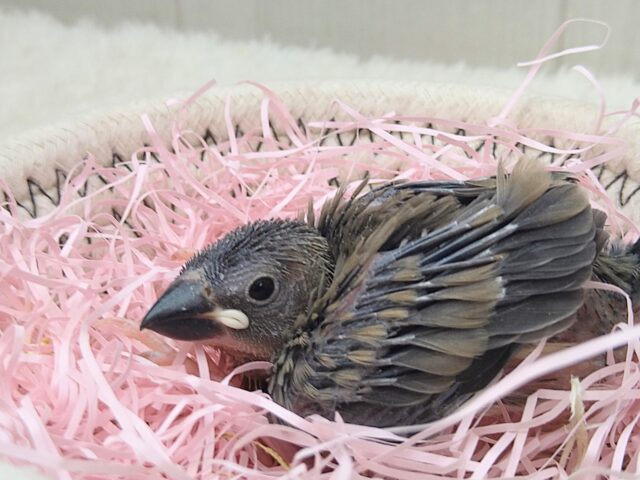 桜文鳥