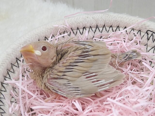 シナモン文鳥