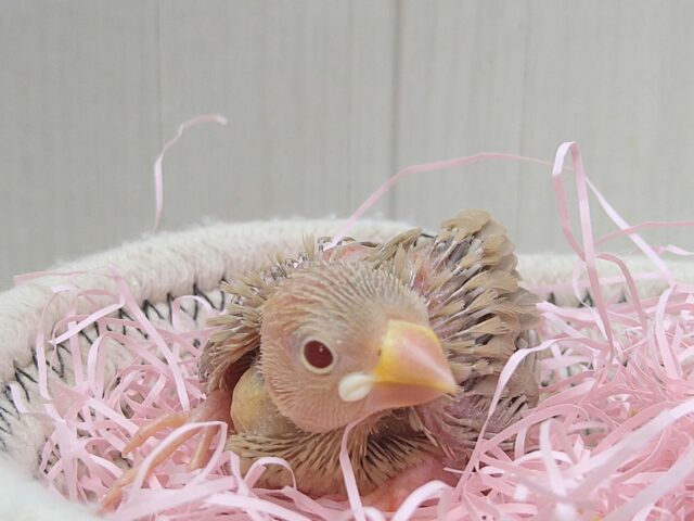 シナモン文鳥