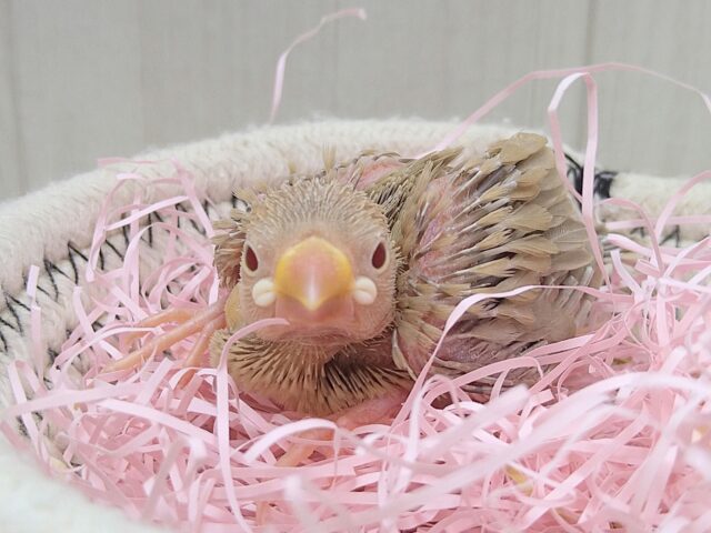 シナモン文鳥