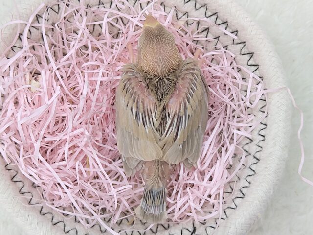 シナモン文鳥