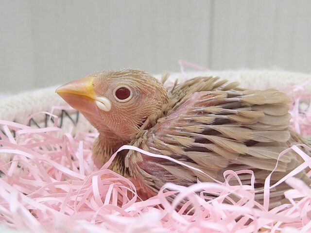 シナモン文鳥