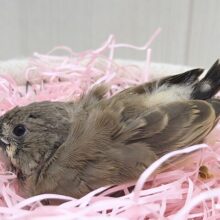 鳴き声はニーニー🎵キンカ鳥ヒナさん来ました〜ノーマル