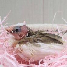 今だけ！ミニミニモヒカン十姉妹ヒナさん来ましたよ〜