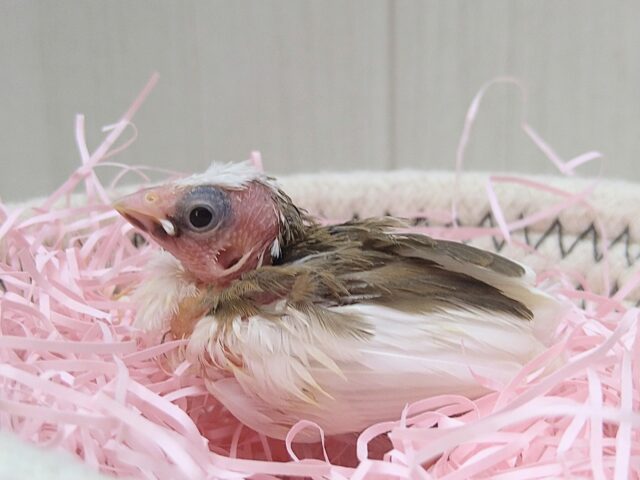 今だけ！ミニミニモヒカン十姉妹ヒナさん来ましたよ〜